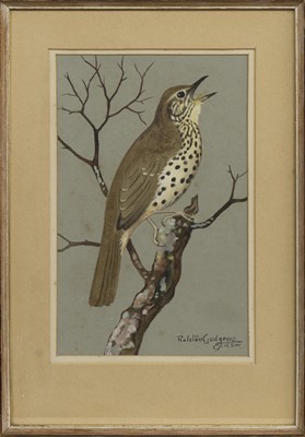 Lot 350 - WOOD THRUSH, A WATERCOLOUR BY RALSTON GUDGEON
