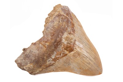 Lot 20 - A LARGE MEGALODON SHARK TOOTH