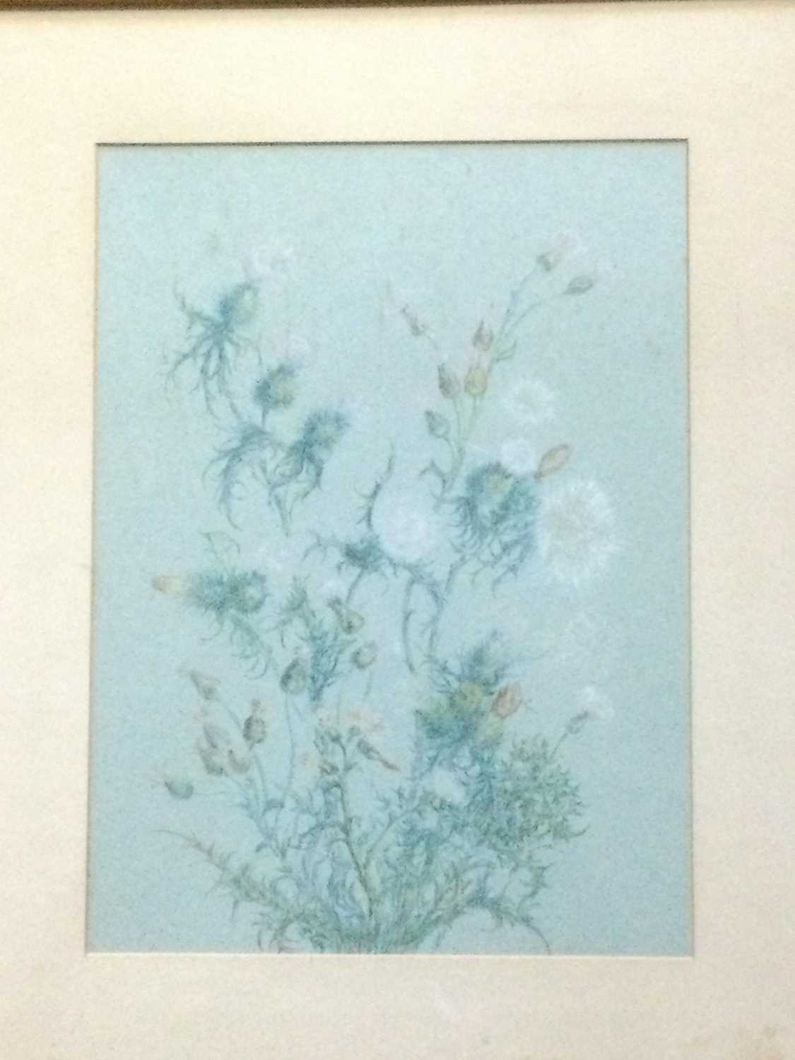 Lot 38 - THISTLES, A PASTEL BY DAISY MCGLASHAN
