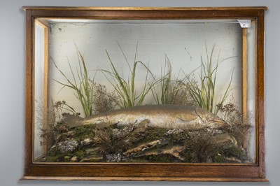 Lot 167 - AN EARLY 20TH CENTURY TAXIDERMY STUDY OF A BROWN TROUT