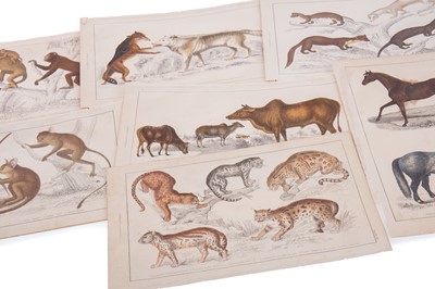 Lot 165 - A COLLECTION OF 19TH CENTURY HAND COLOURED ENGRAVED PLATES DEPICTING VARIOUS FAUNA