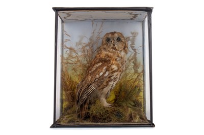 Lot 62 - AN EARLY 20TH CENTURY TAXIDERMY STUDY OF A TAWNY OWL