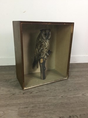 Lot 64 - A TAXIDERMY LONG EARED OWL (ASIO OTUS) ATTRIBUTED TO JOSEPH CULLINGFORD