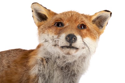 Lot 39 - A TAXIDERMY STUDY OF A RED FOX