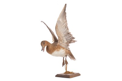 Lot 40 - A TAXIDERMY STUDY OF WATERFOWL