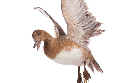 Lot 40 - A TAXIDERMY STUDY OF WATERFOWL
