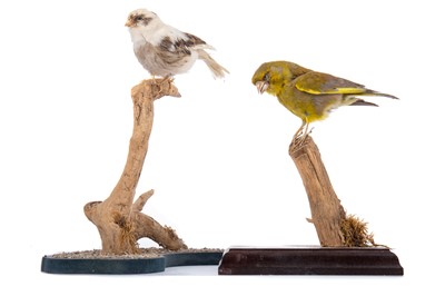 Lot 42 - TWO TAXIDERMY STUDIES OF TITS