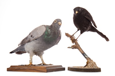 Lot 44 - TAXIDERMY STUDY OF A PIGEON AND A BLACKBIRD
