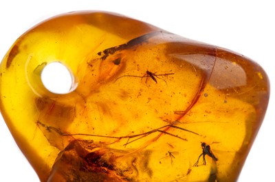 Lot 98 - A LARGE AND RARE INSECT INCLUDED AMBER PENDANT
