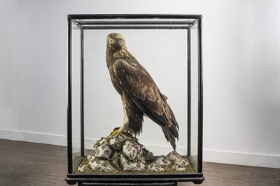 Lot 133 - AN IMPRESSIVE SCOTTISH TAXIDERMY GOLDEN EAGLE IN DISPLAY CASE