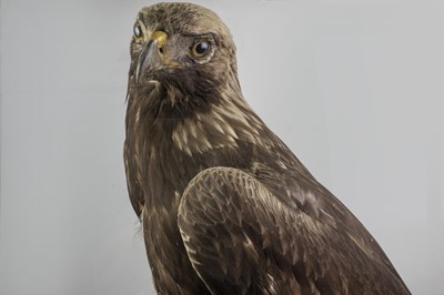 Lot 133 - AN IMPRESSIVE SCOTTISH TAXIDERMY GOLDEN EAGLE IN DISPLAY CASE