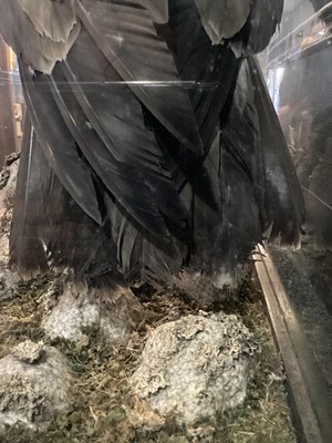 Lot 133 - AN IMPRESSIVE SCOTTISH TAXIDERMY GOLDEN EAGLE IN DISPLAY CASE