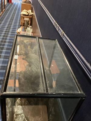 Lot 133 - AN IMPRESSIVE SCOTTISH TAXIDERMY GOLDEN EAGLE IN DISPLAY CASE