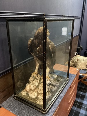 Lot 133 - AN IMPRESSIVE SCOTTISH TAXIDERMY GOLDEN EAGLE IN DISPLAY CASE