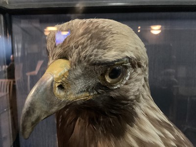 Lot 133 - AN IMPRESSIVE SCOTTISH TAXIDERMY GOLDEN EAGLE IN DISPLAY CASE