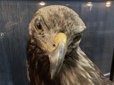 Lot 133 - AN IMPRESSIVE SCOTTISH TAXIDERMY GOLDEN EAGLE IN DISPLAY CASE