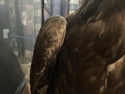 Lot 133 - AN IMPRESSIVE SCOTTISH TAXIDERMY GOLDEN EAGLE IN DISPLAY CASE