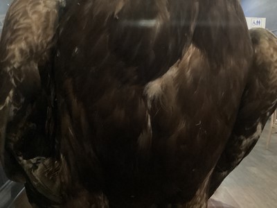 Lot 133 - AN IMPRESSIVE SCOTTISH TAXIDERMY GOLDEN EAGLE IN DISPLAY CASE