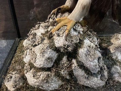 Lot 133 - AN IMPRESSIVE SCOTTISH TAXIDERMY GOLDEN EAGLE IN DISPLAY CASE