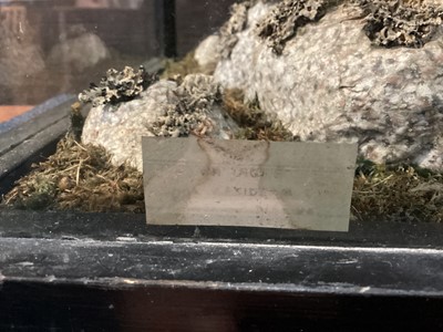 Lot 133 - AN IMPRESSIVE SCOTTISH TAXIDERMY GOLDEN EAGLE IN DISPLAY CASE