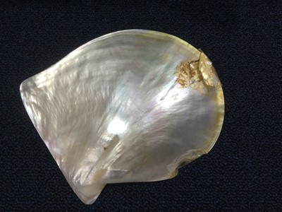 Lot 1050 - PAIR OF CHINESE CARVED MOTHER OF PEARL SHELLS