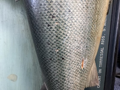 Lot 166 - AN EARLY 20TH CENTURY FOLK ART CARVED AND PAINTED WOOD MODEL OF AN ATLANTIC SALMON