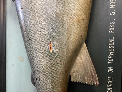 Lot 166 - AN EARLY 20TH CENTURY FOLK ART CARVED AND PAINTED WOOD MODEL OF AN ATLANTIC SALMON