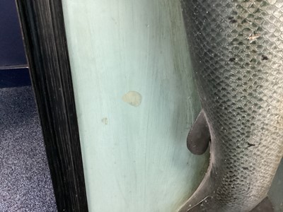 Lot 166 - AN EARLY 20TH CENTURY FOLK ART CARVED AND PAINTED WOOD MODEL OF AN ATLANTIC SALMON