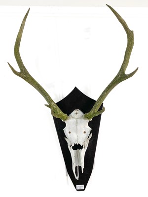 Lot 143 - A SET OF STAG HORNS AND PART SKULL