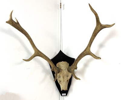 Lot 144 - A SET OF STAG HORNS AND PART SKULL