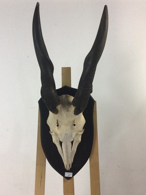 Lot 145 - A SET OF ELAND HORNS AND PART SKULL