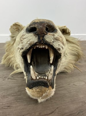 Lot 155 - A TAXIDERMY LION HEAD IN THE MANNER OF ROWLAND WARD
