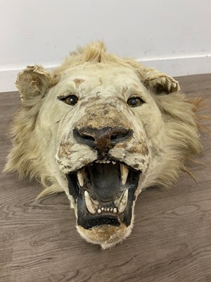 Lot 155 - A TAXIDERMY LION HEAD IN THE MANNER OF ROWLAND WARD