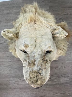 Lot 155 - A TAXIDERMY LION HEAD IN THE MANNER OF ROWLAND WARD
