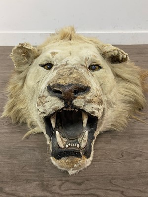 Lot 155 - A TAXIDERMY LION HEAD IN THE MANNER OF ROWLAND WARD