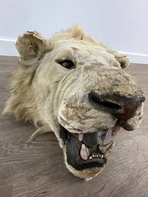 Lot 155 - A TAXIDERMY LION HEAD IN THE MANNER OF ROWLAND WARD