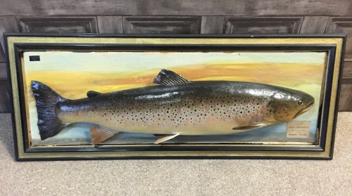 Lot 817 - TAXIDERMY FEROX TROUT 9lb brown trout, caught...