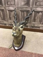 Lot 829 - TAXIDERMY HEAD OF A SPIRAL-HORNED ANTELOPE...