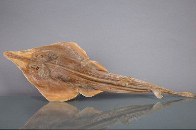 Lot 201 - A SHOVELNOSE GUITARFISH