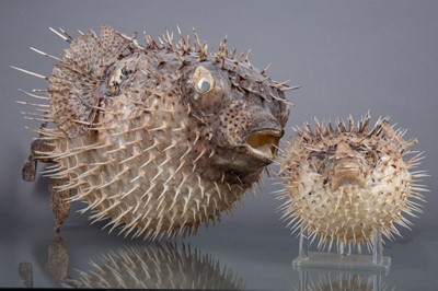 Lot 202 - A PORCUPINE FISH, ALONG WITH A BLOWFISH