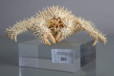 Lot 203 - A SPINY CRAB