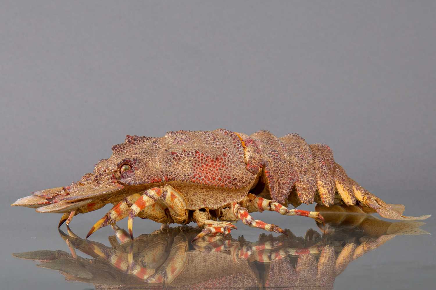 Lot 205 - A RIDGEBACK SLIPPER LOBSTER