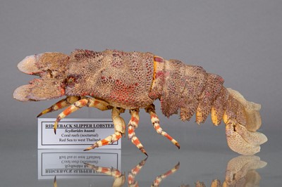 Lot 205 - A RIDGEBACK SLIPPER LOBSTER