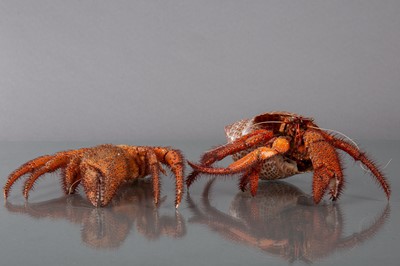 Lot 206 - TWO HERMIT CRAB SPECIMENS