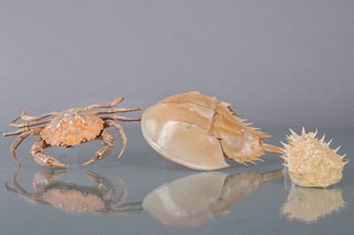 Lot 207 - THREE CRAB SPECIMENS