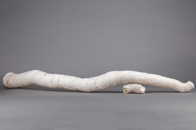 Lot 208 - A RARE GIANT WORM SHELL