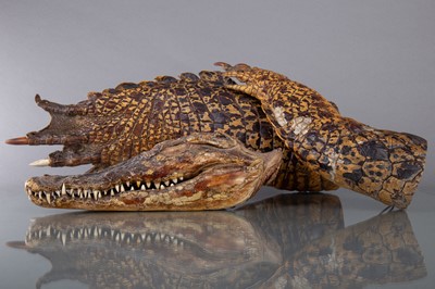 Lot 210 - A DWARF CROCODILE HEAD, ALONG WITH AN ALIGATOR FOREARM AND LEG