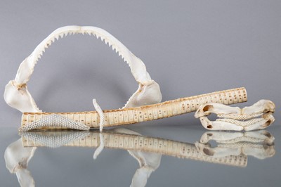 Lot 211 - MAKO SHARK JAWS, ALONG WITH SHARK VERTIBRAE AND RAY TEETH