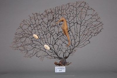 Lot 213 - A BLACK GORGONIAN SEA FAN