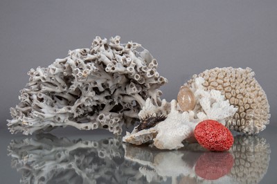 Lot 214 - THREE CORAL SECTIONS AND A DISPLAY